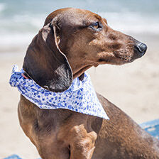 dog wearing bandana